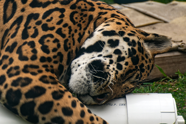 jaguar
